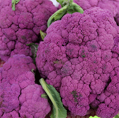 Purple Cauliflower