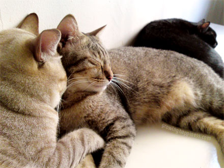 My 3 cats sleeping together peacefully instead of fighting with each other