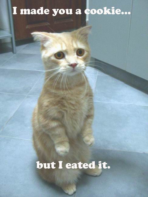I made you a cookie but I eated it. LOLcat legend cat Beibei